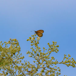 Low angle view of butterfly on plant