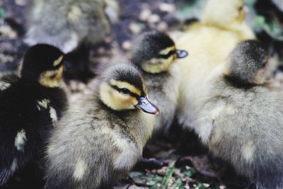 Close-up of ducks