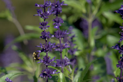 Bee flying at a purple flower