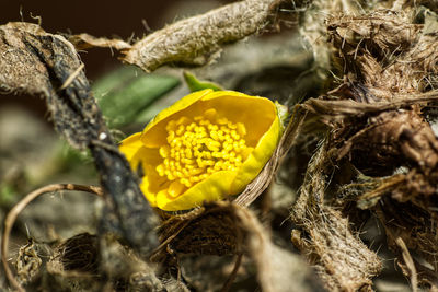 Close-up of wilted yellow flower