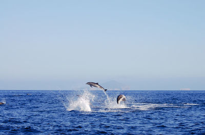 Dolphins diving in sea against sky