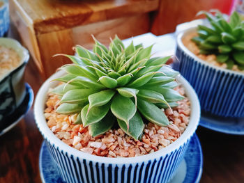 Close-up decorative succulent plant in small pot