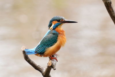 Close-up of bird perching on a branch