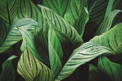 Striped foliage of canna lily plant abstract pattern background