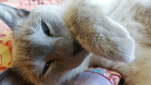 Close-up of dog resting