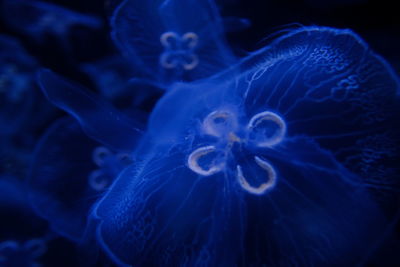 Close-up of jellyfish swimming in sea