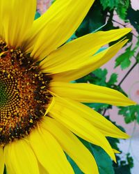 Close-up of sunflower