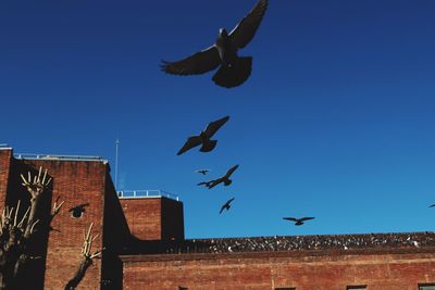 Low angle view of seagulls flying against clear blue sky