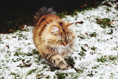 High angle view of cat walking on snow covered field