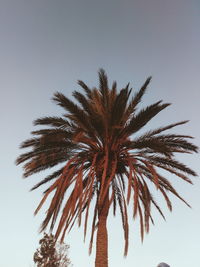 Low angle view of palm trees against clear sky