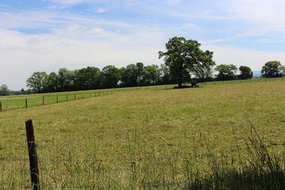 Scenic view of agricultural field against sky