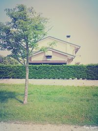 Trees growing in a park