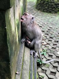 High angle view of monkeys