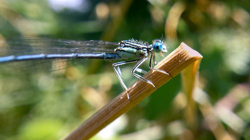 Close-up of damselfly on leaf