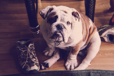 Portrait of english bulldog sitting hardwood floor