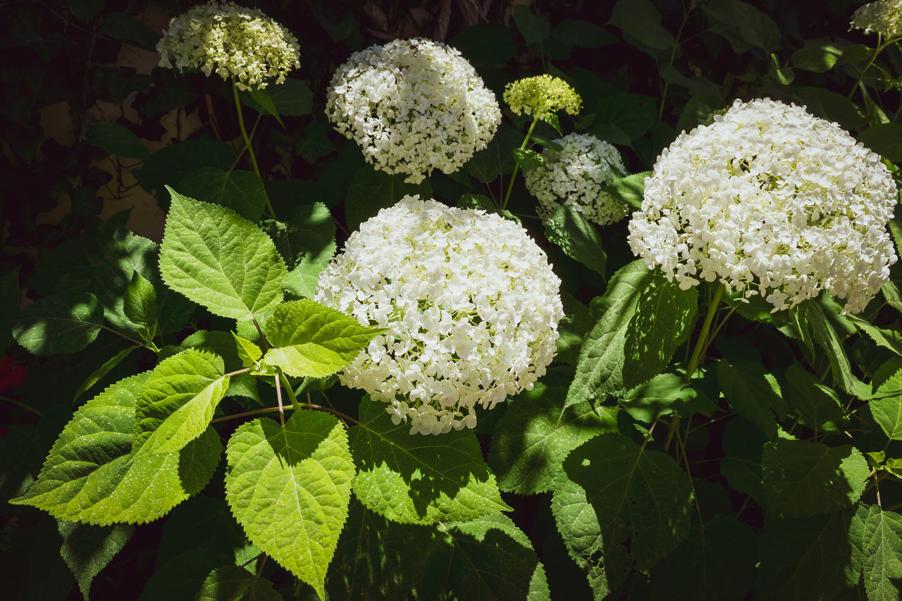 CLOSE-UP OF FLOWERING PLANTS