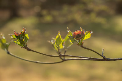 nature