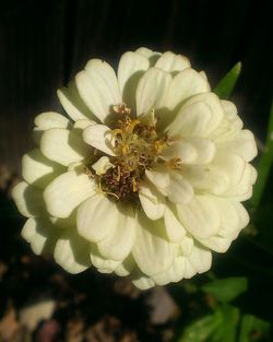 Close-up of white flowers