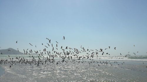 Birds flying over sea against clear sky