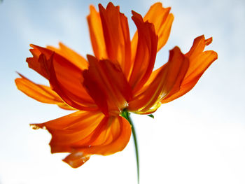 Close-up of orange flower against white background