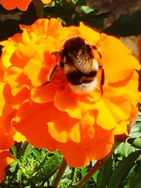 Close-up of bee on yellow flower