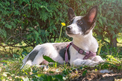 Close-up of dog