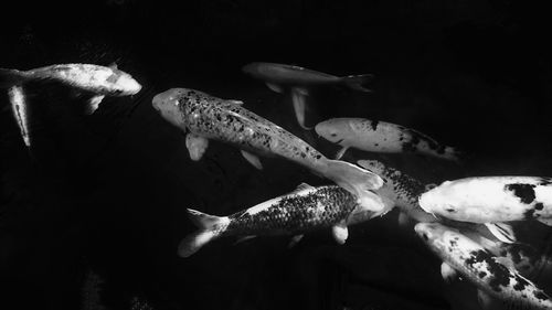 Close-up of fish swimming in water