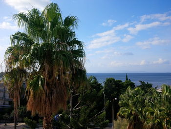 Palm trees on beach against sky