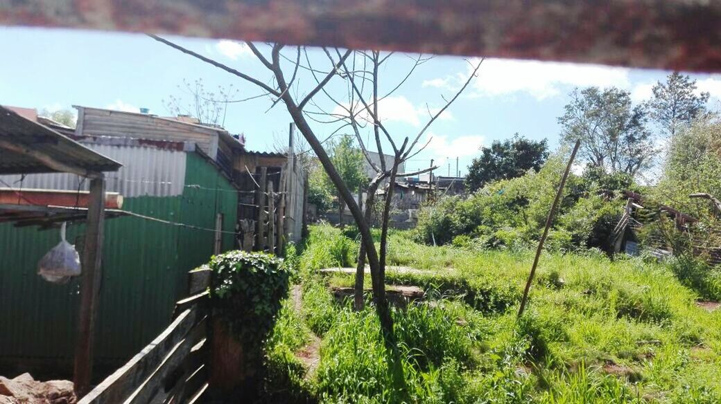 VIEW OF HOUSE AND PLANTS