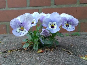 Close-up of purple flowering plant against wall