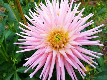 Close-up of pink flower blooming outdoors