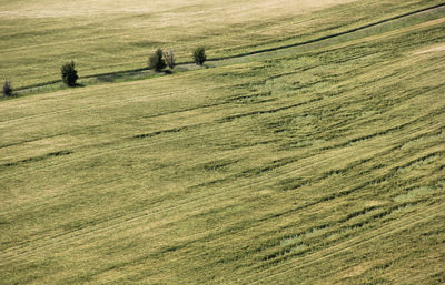 High angle view of horse on field