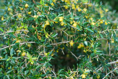 Close-up of lizard on plant in field