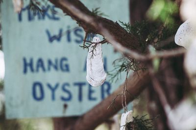 Close-up of plant hanging on tree