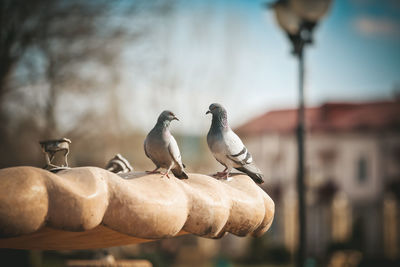 Pigeons in the park. birds perching on wood against sky