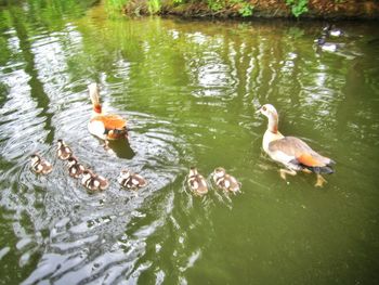 Ducks swimming in water