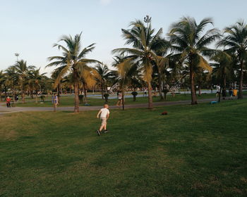 Palm trees on field against sky