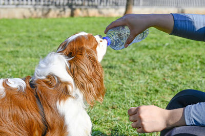 Young cavalier king charles being watered in the park