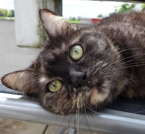 Close-up portrait of cat