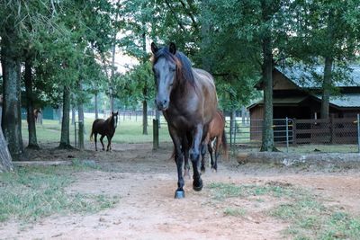 Horses in the field