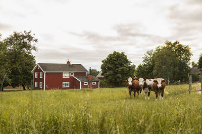 Falun red farm and cows in pasture