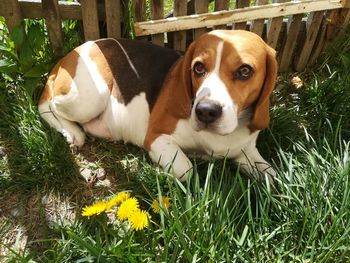 Portrait of dog relaxing on grass