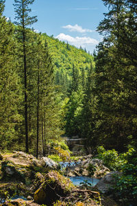 Scenic view of forest against sky