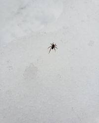 High angle view of insect on snow