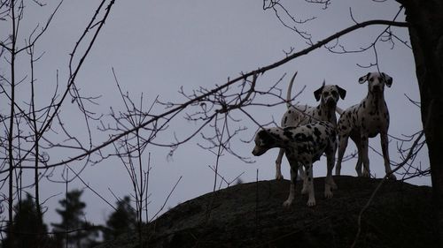 Dalmatian dogs on rock by dried plants at dusk