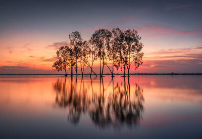 Tree silhouette in the river with glowing sunset