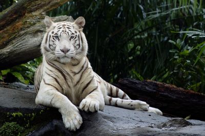 Cat sitting in a zoo