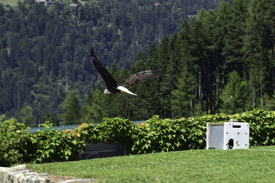 Bird flying over a trees