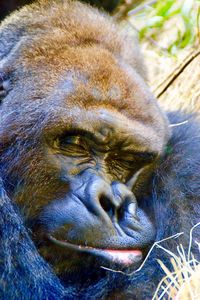 Close-up portrait of brown horse