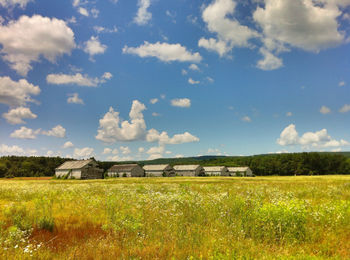 Scenic view of grassy field against sky